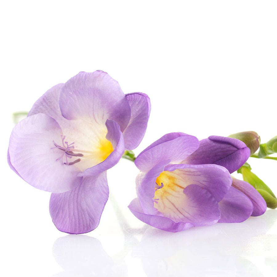 'Blue Bayou' Freesia Bulbs