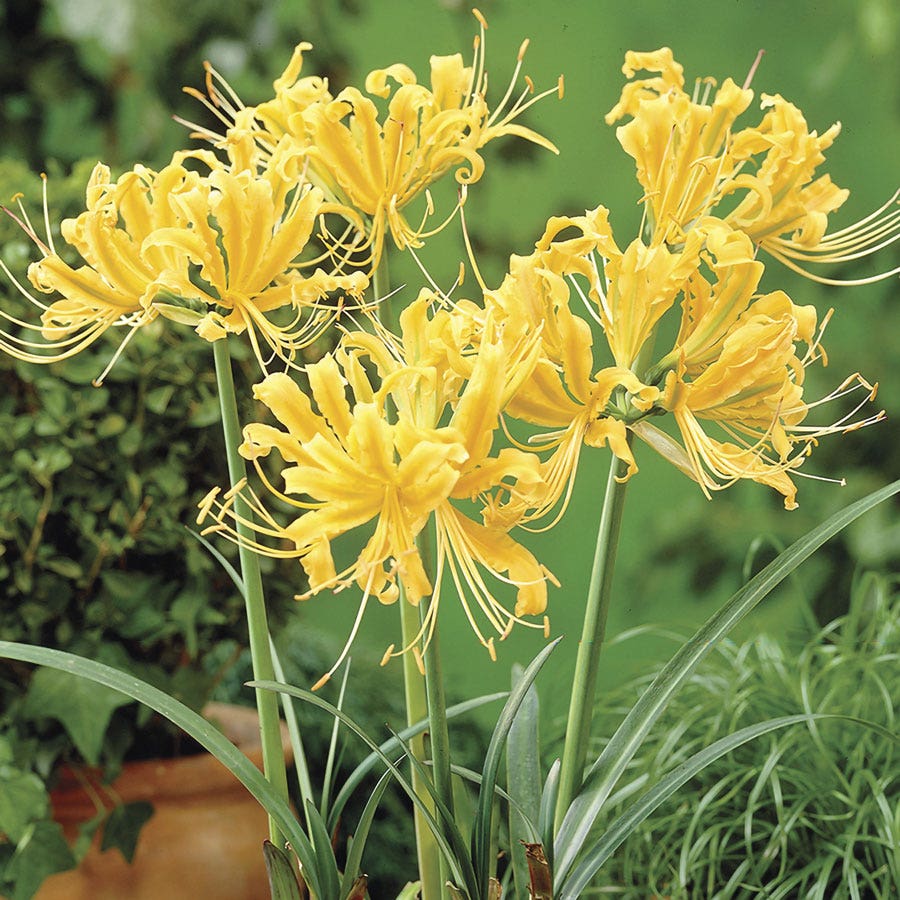 golden spider lily plant Lycoris aurea Yellow Spider Lily Bulbs