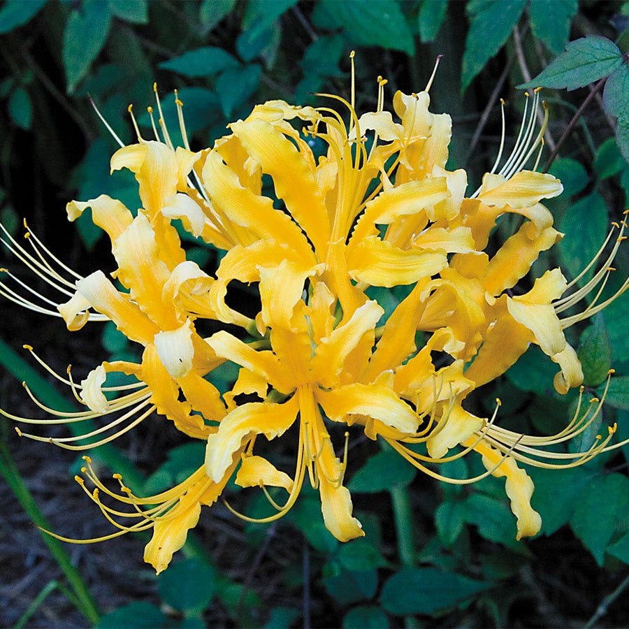 spider plant with yellow flowers Lycoris aurea (Yellow Spider Lily) Bulbs – Park Seed