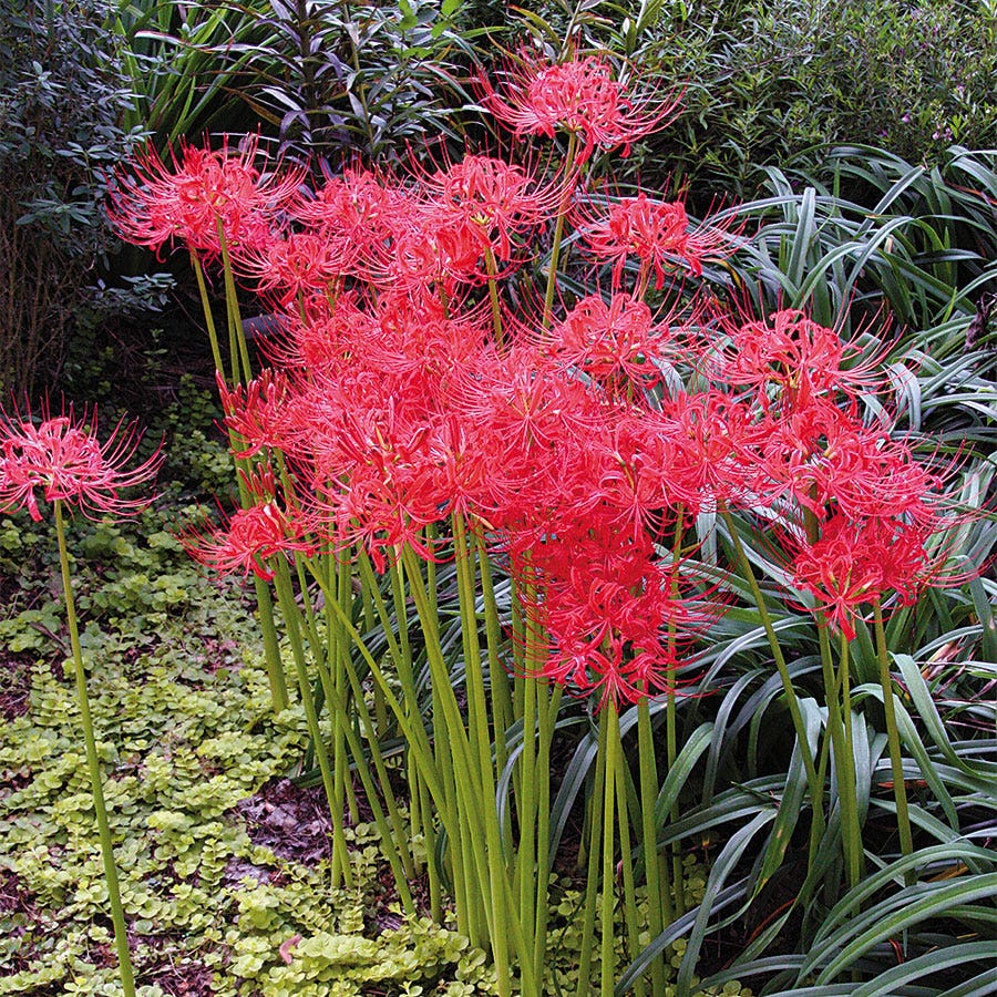 spider lily seed Red Spider Lily (Lycoris) Bulbs