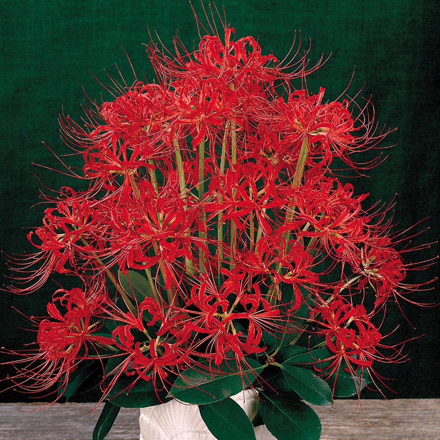 Red Spider Lily (Lycoris) Bulbs