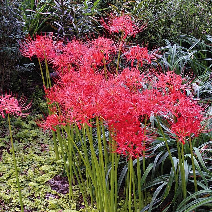 Red Spider Lily (Lycoris) Bulbs