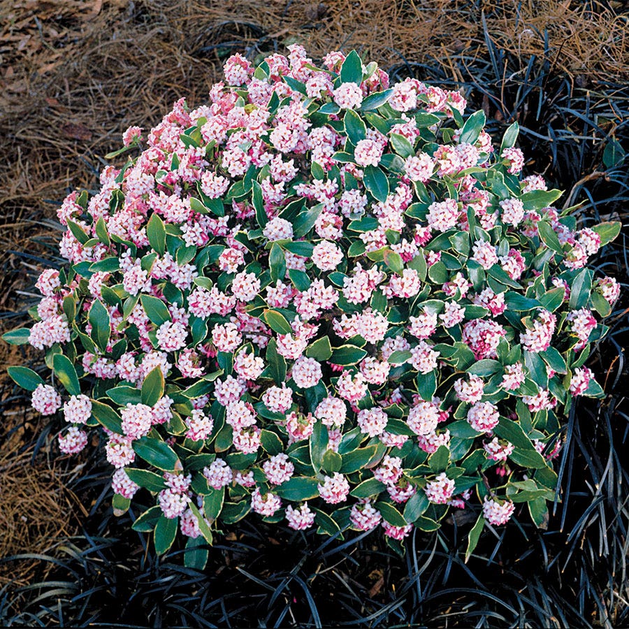 daphne plant indoors Daphne 'Aureomarginata Rosea' | Trade Gallon (3qt) | White