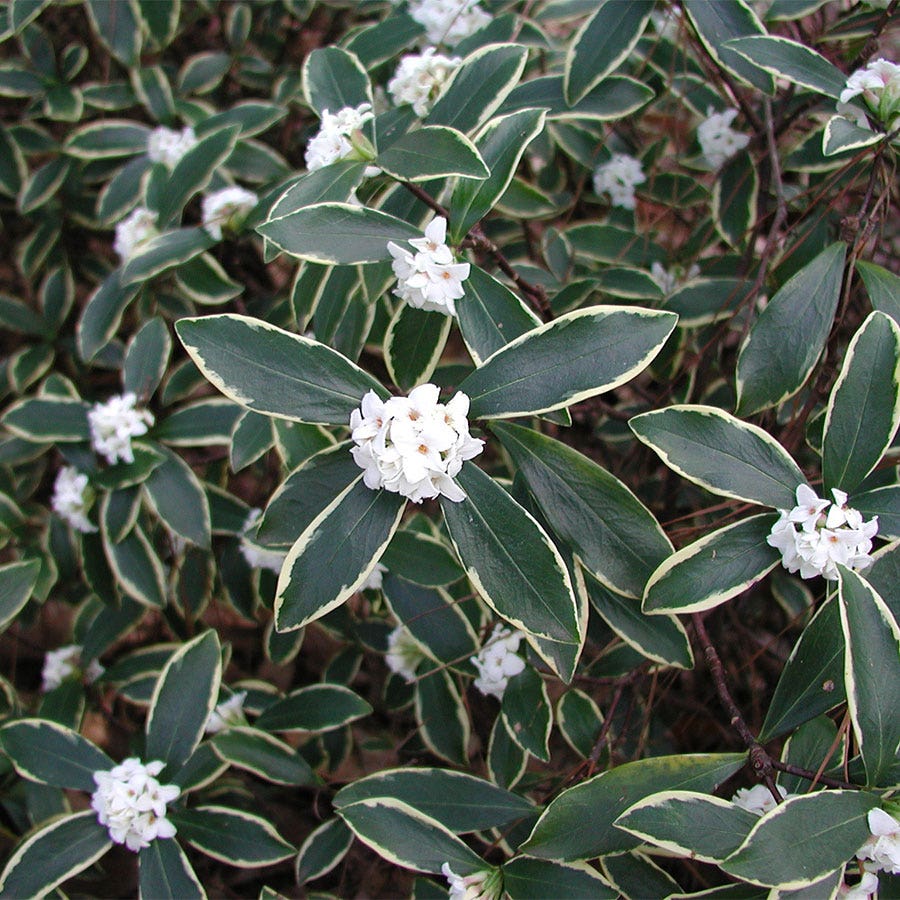 Daphne 'Aureomarginata Alba'