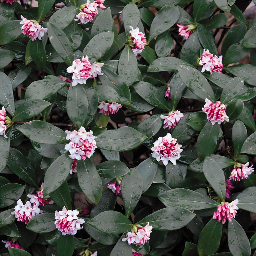 Daphne odora Pink