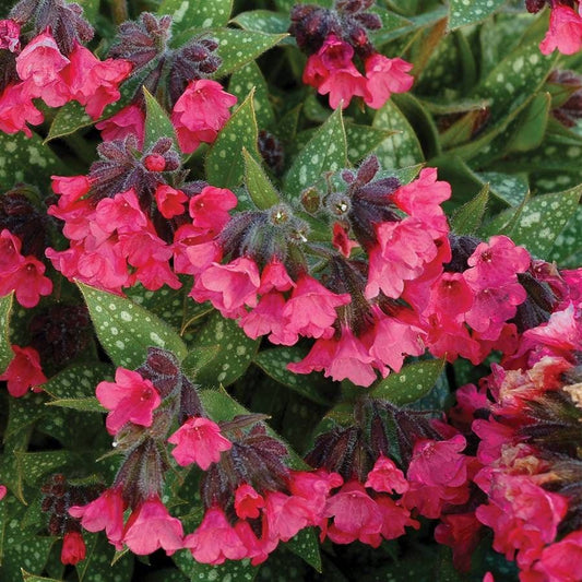 Pulmonaria 'Shrimps on the Barbie'