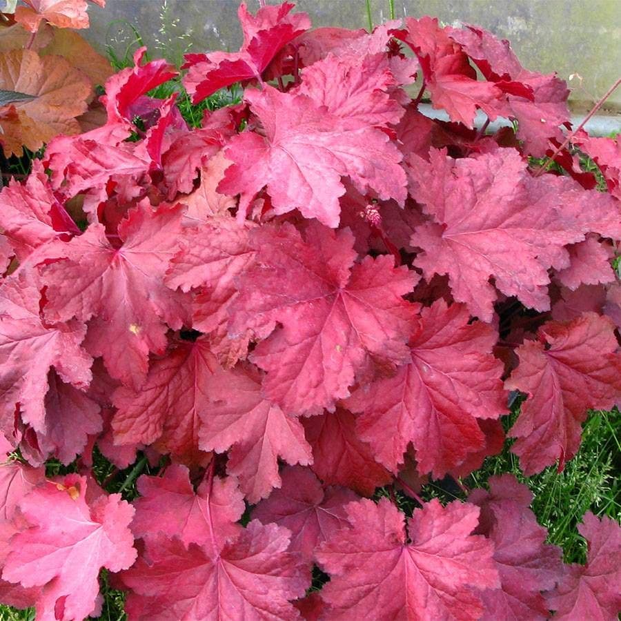 magma flower seed Heuchera 'Magma'