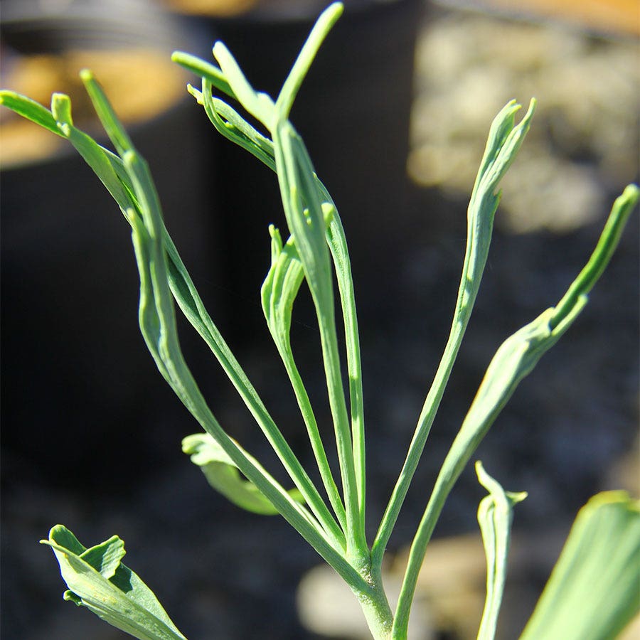 Ginkgo 'Kohout Pendula'