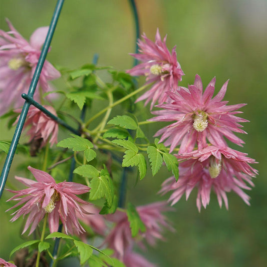 Clematis 'Zocoro' Sparky™ Pink