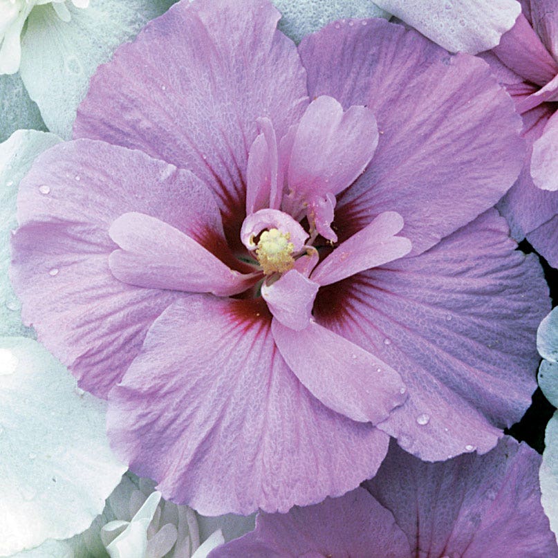 rose of sharon lavender chiffon tree Hibiscus Lavender Chiffon Rose of Sharon – Park Seed