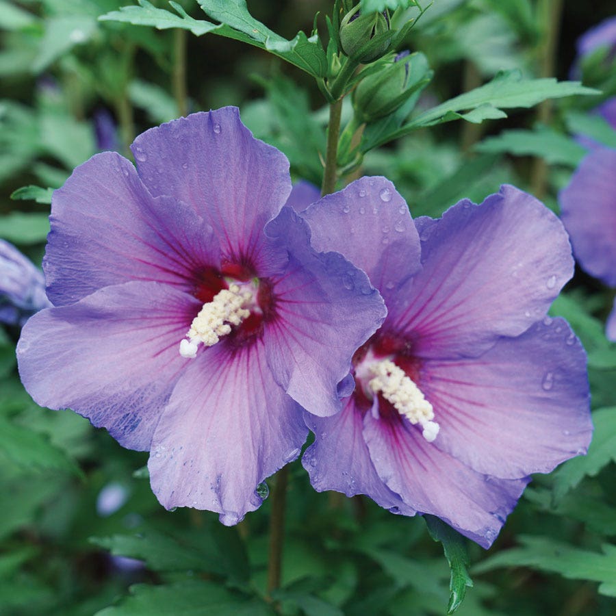buy rose of sharon seeds Hibiscus Paraplu Violet Rose of Sharon | 1-Quart | Purple