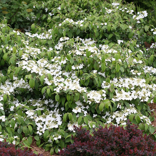 Viburnum Wabi-Sabi®