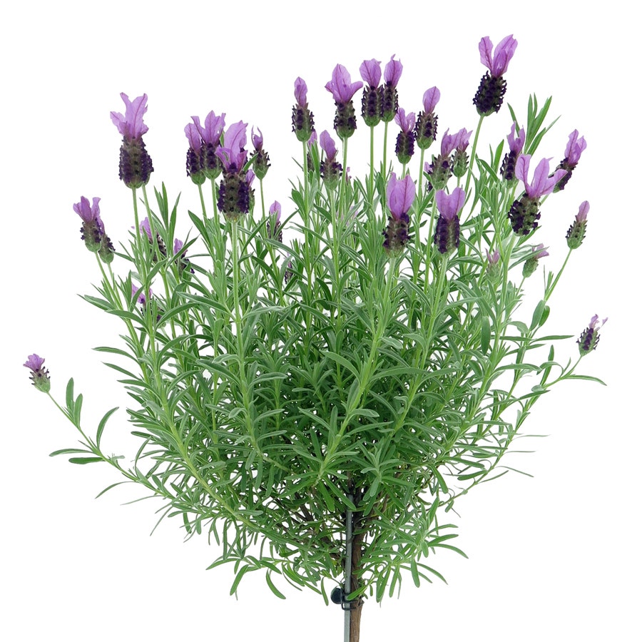 Lavandula 'Anouk' Tree