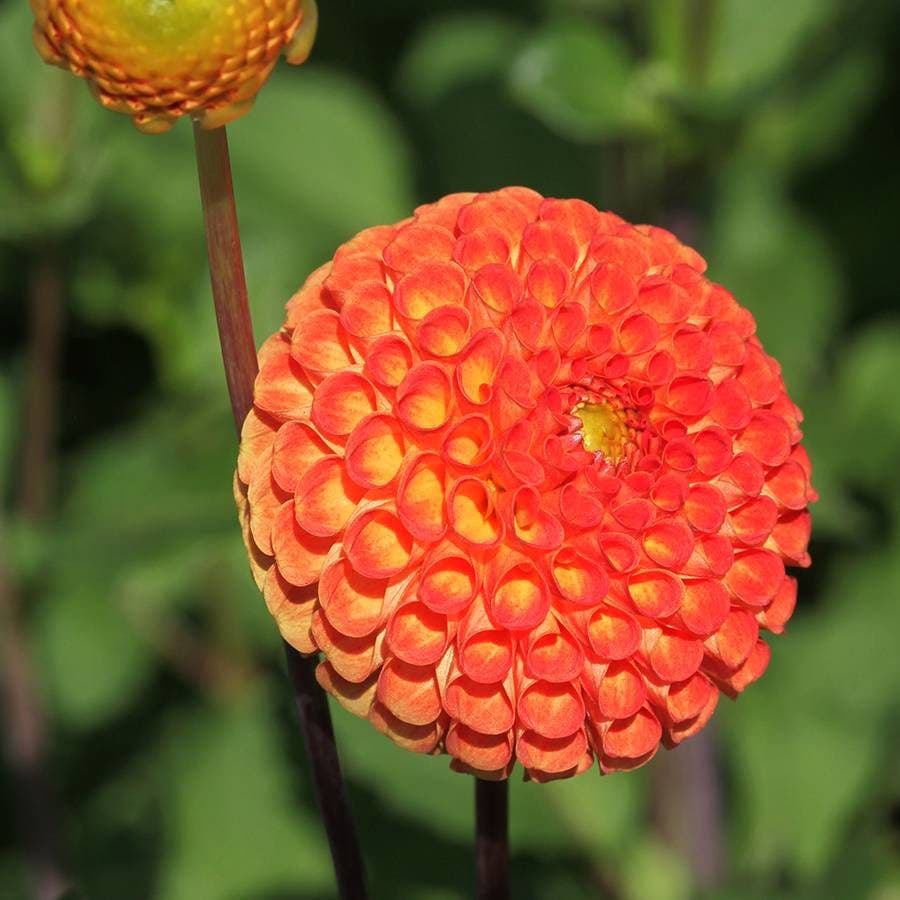 'Bantling' Dahlia Bulb