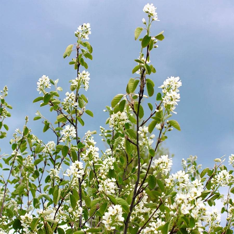 Amelanchier Serviceberry