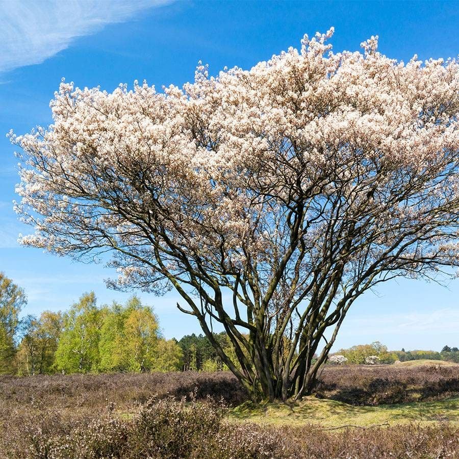 Amelanchier Serviceberry