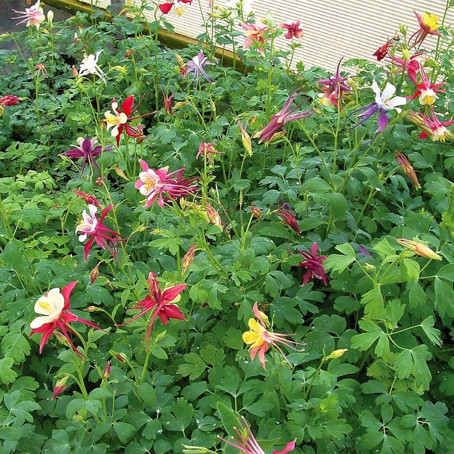 Aquilegia 'McKana Hybrids Mix'