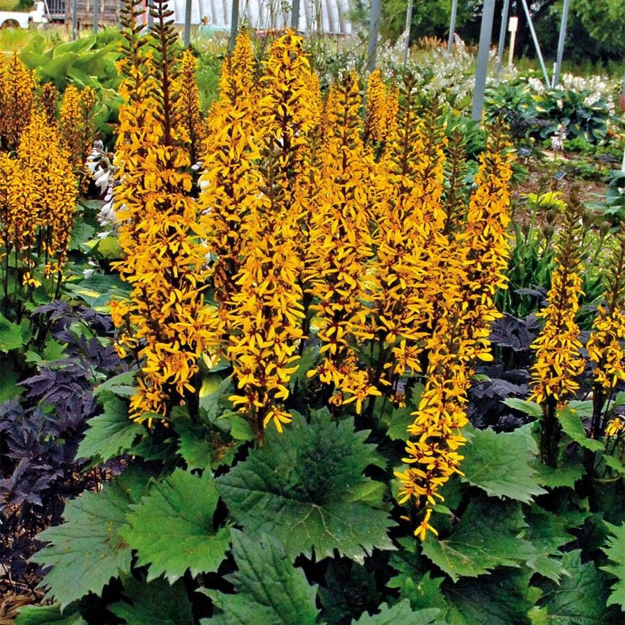 flower rocket seed disc Ligularia 'Little Rocket' – Park Seed