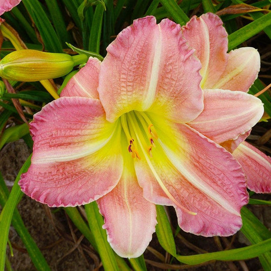 Hemerocallis 'Pink Tirzah'