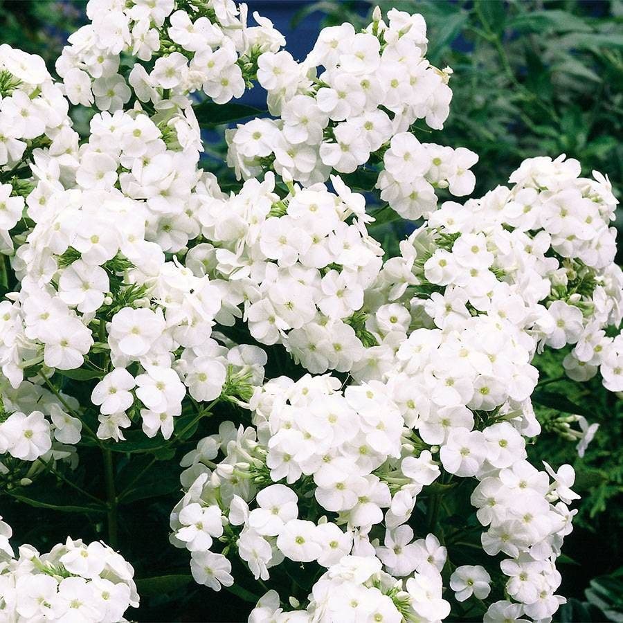 Phlox 'David'