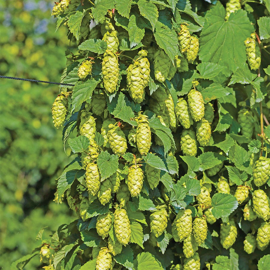 Hops Cascade