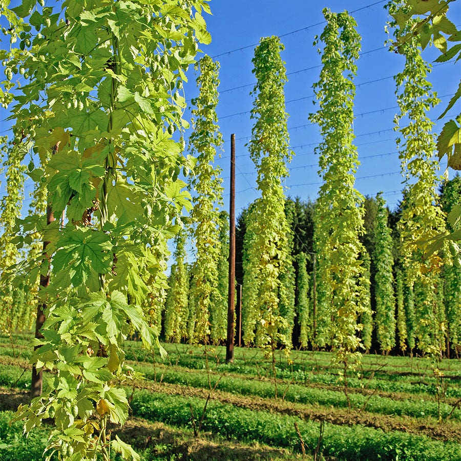 Hops Cascade