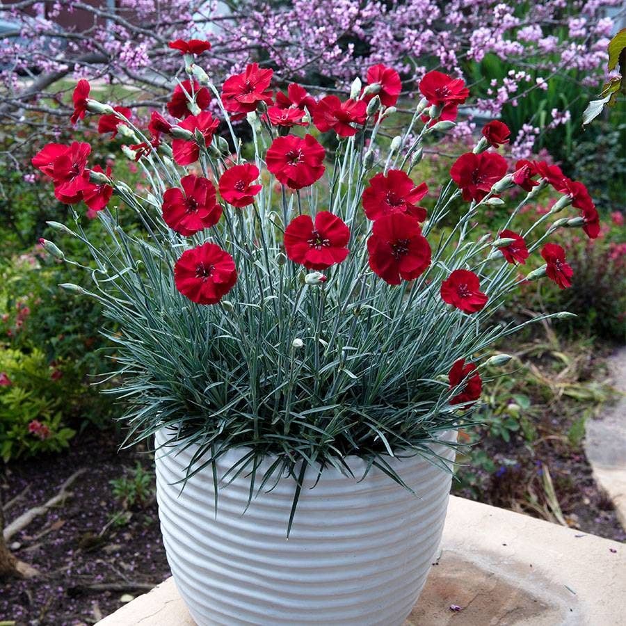 Dianthus AMERICAN PIE® Cherry Pie