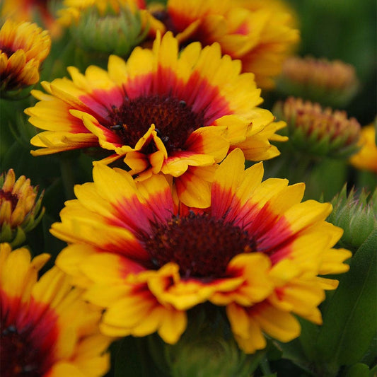 Gaillardia REALFLOR® 'Sunset Halo'