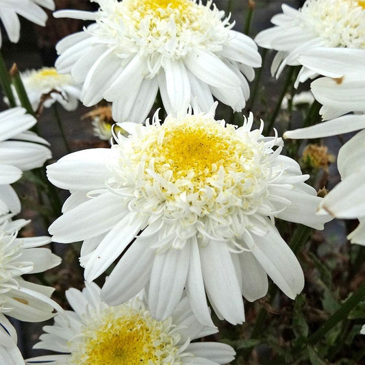 Leucanthemum REALFLOR® 'Real Comet'