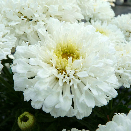Leucanthemum REALFLOR® 'Real Snowball'