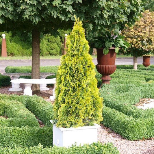 Thuja HIGHLIGHTS™