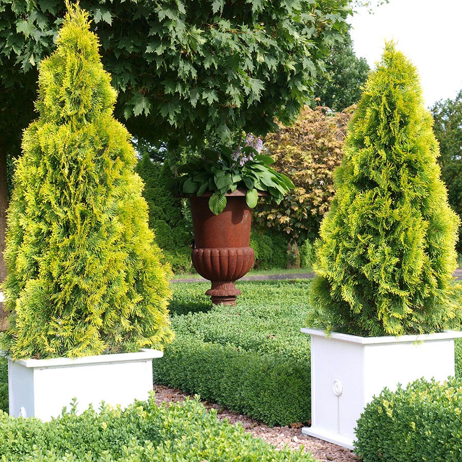 Thuja HIGHLIGHTS™