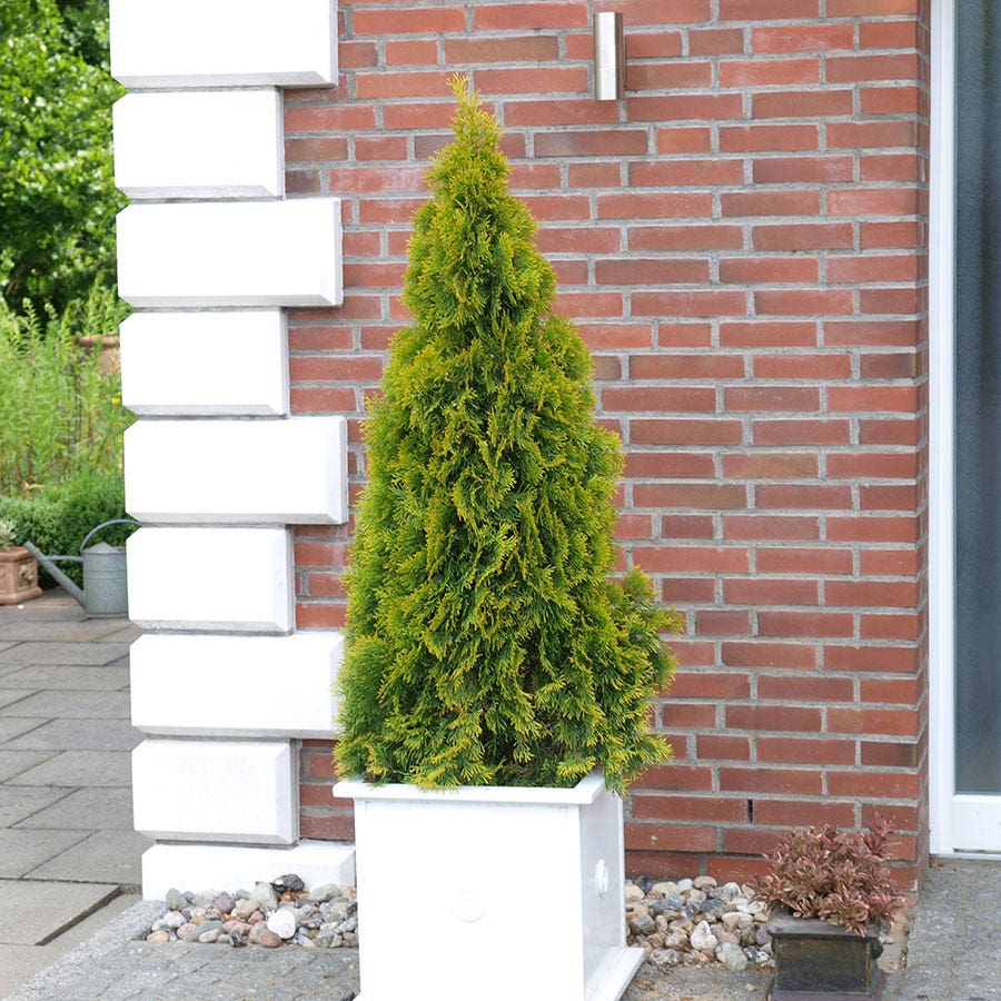Thuja HIGHLIGHTS™