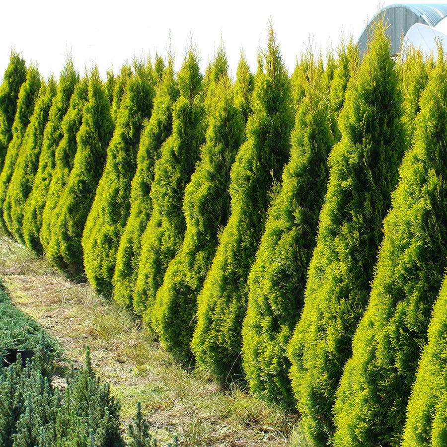 Thuja HIGHLIGHTS™