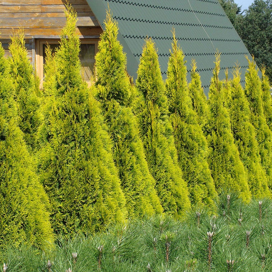 Thuja HIGHLIGHTS™