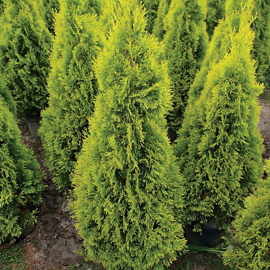 Thuja HIGHLIGHTS™