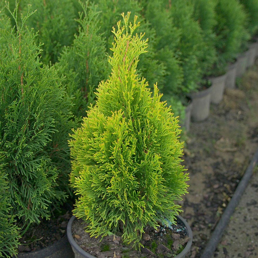 Thuja HIGHLIGHTS™