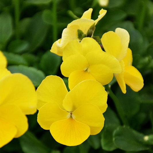 Viola MAGNIFISCENT® 'Sunny Jim'