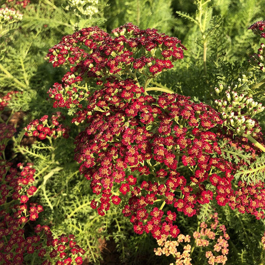 Achillea REALFLOR® 'Lemon Cherry Fizz'