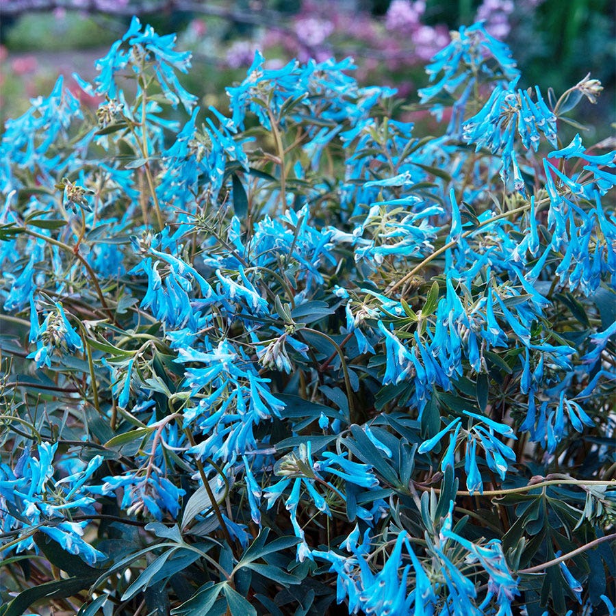 Corydalis 'Porcelain Blue'