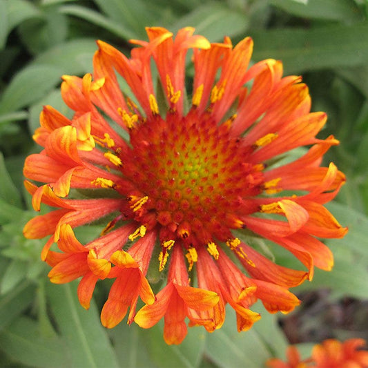 Gaillardia REALFLOR® 'Fanfare Blaze'