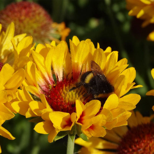 Gaillardia REALFLOR® 'Fanfare Citronella'