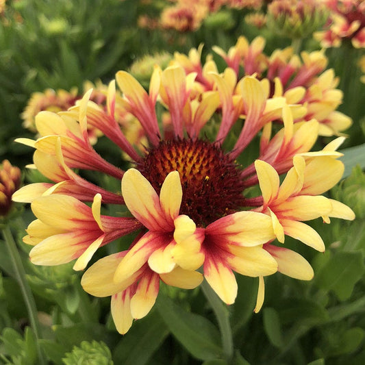 Gaillardia REALFLOR® 'Fanfare Showtime'