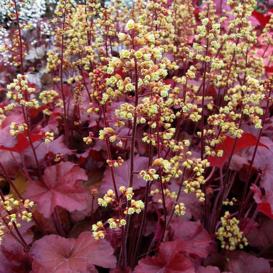 Heuchera Little Cuties™ 'Blondie'