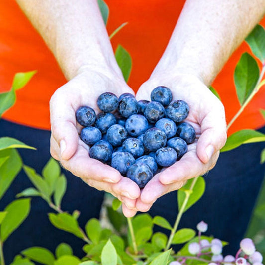 Blueberry Bless Your Heart™