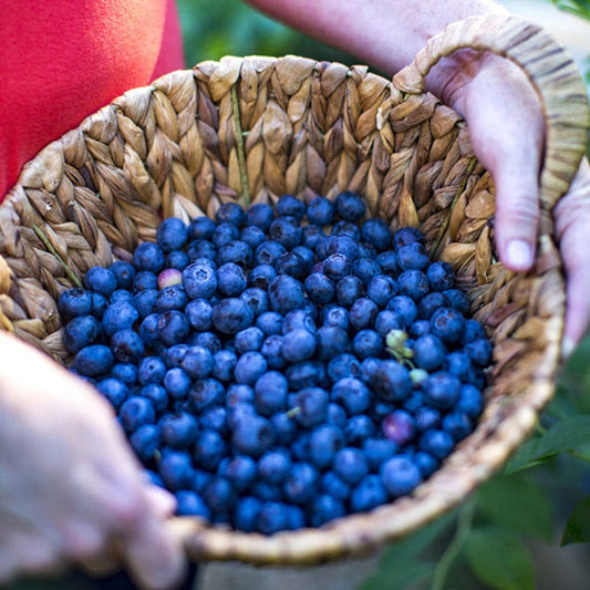 Blueberry Takes the Cake™