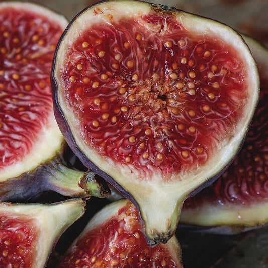 Ficus 'Little Miss Figgy'