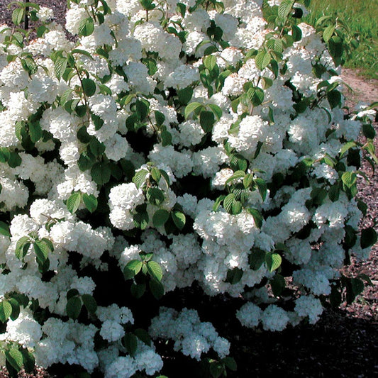 Viburnum 'Popcorn'