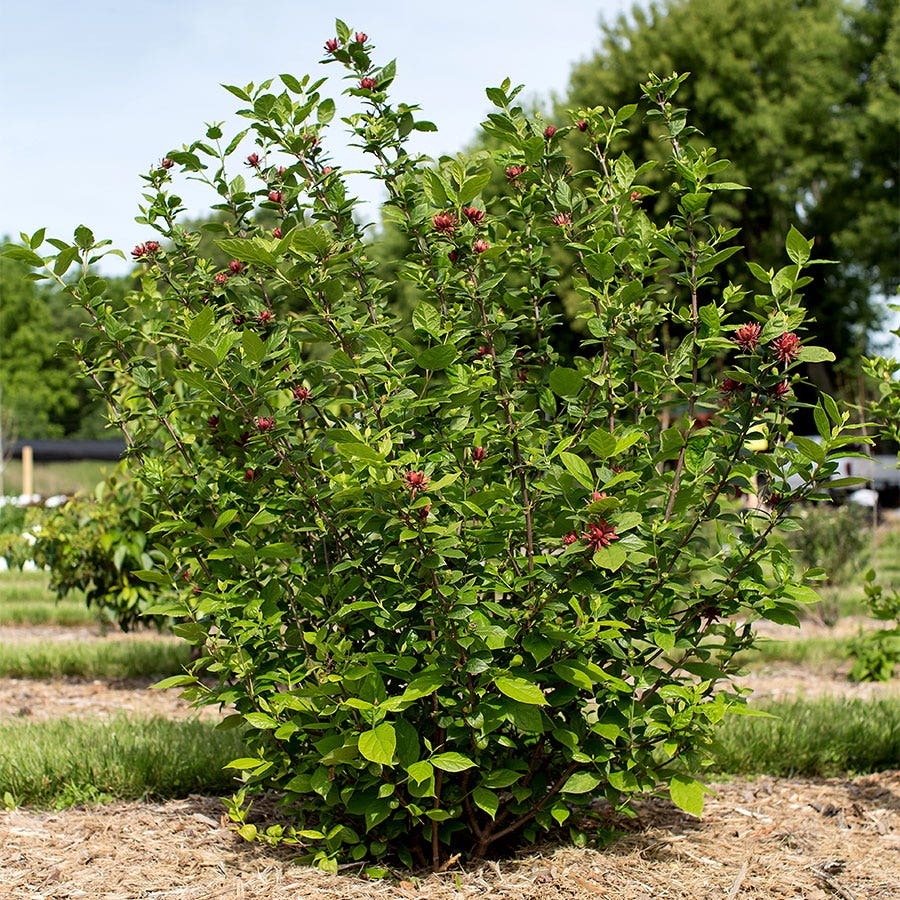 Calycanthus 'Sweetshrub'