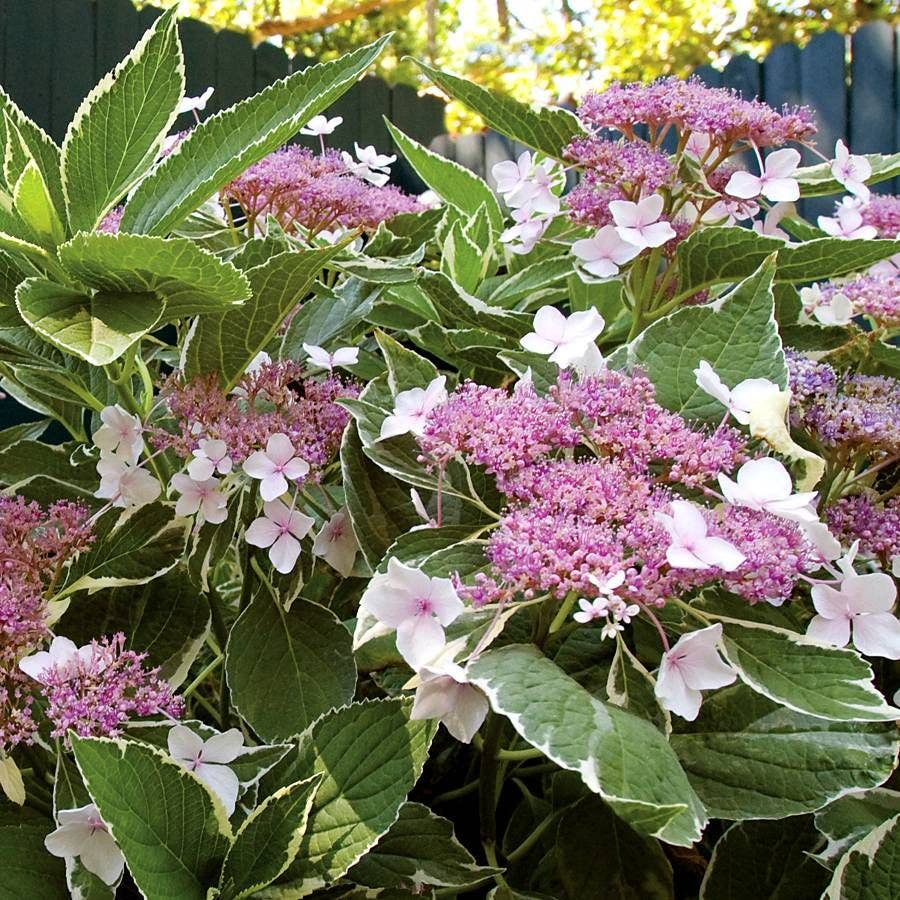 Hydrangea First Editions® Light-O-Day®